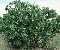 treefruit