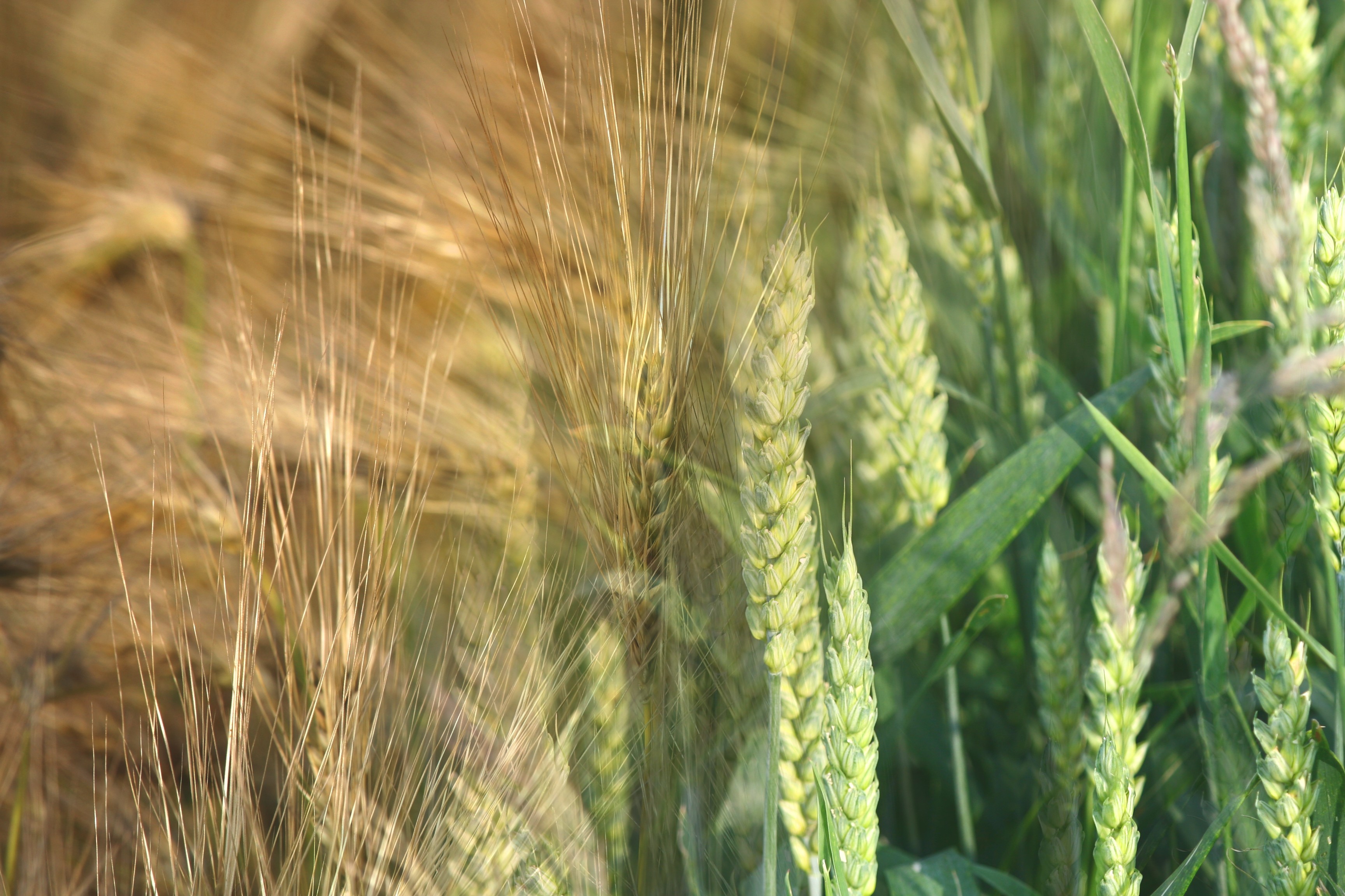 harvest background_12960