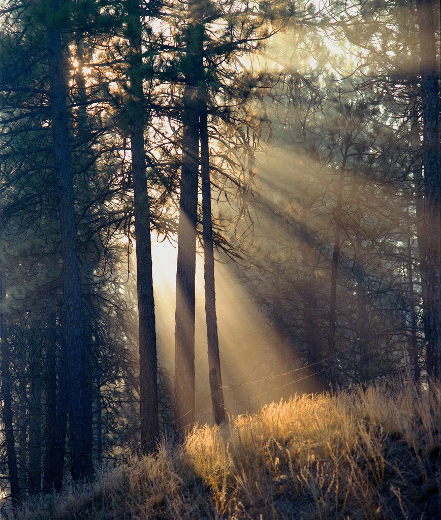 Treeandlight