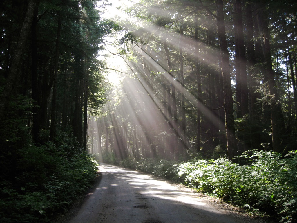 treesand light